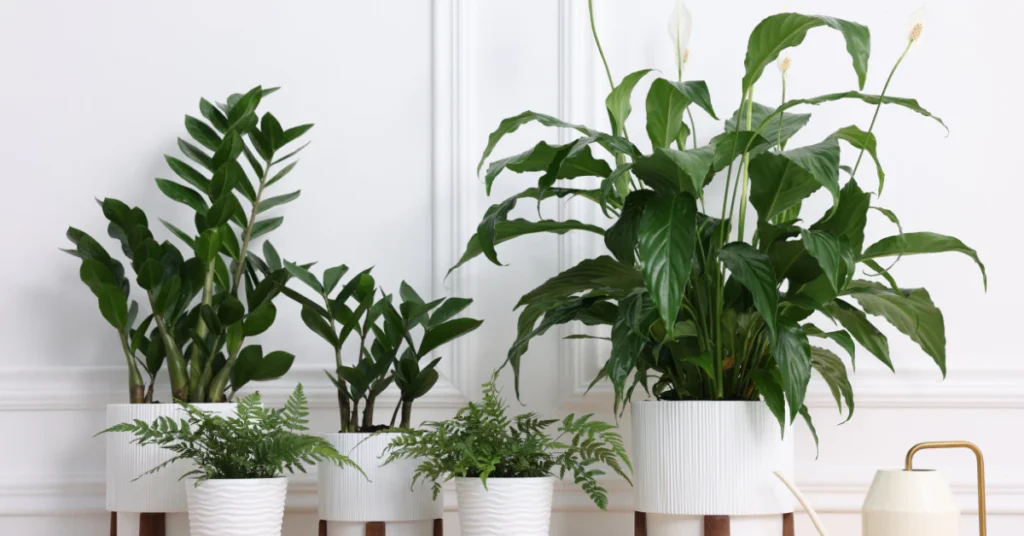 How to Get Rid of Gnats