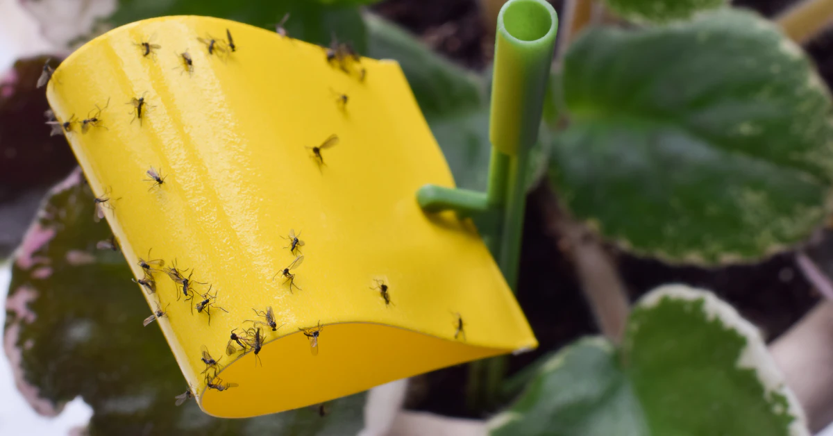 How to Get Rid of Gnats